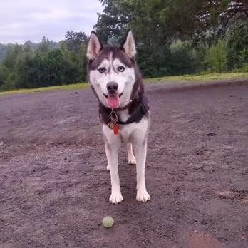 Rock Hill District Dog Park photo 1